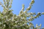 The Blooming Of Apple Trees Stock Photo