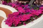 Flower Display In Porto Cervo Stock Photo