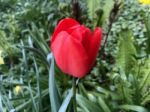 Tulips In The Garden Stock Photo