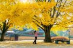 Woman Take A Photo At Autumn In Gyeongbokgung Stock Photo