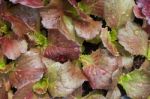 Young Red Coral Salad Plant In Organic Farm Stock Photo