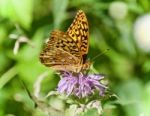 Photo Of A Beautiful Butterfly Sitting On Flowers Stock Photo