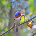 Male Banded Kingfisher Stock Photo