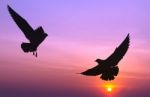 Silhouetted Two Seagull Flying At Colorful Sunset Stock Photo