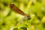 Copper Demoiselle Insect Stock Photo