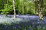 Bluebells In Staffhurst Woods Near Oxted Surrey Stock Photo