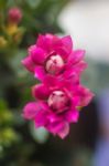 Colorful Small Flowers Of Kalanchoe Blossfeldiana Stock Photo