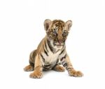 Baby Bengal Tiger Stock Photo