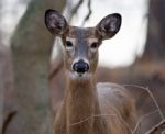 Very Beautiful Portrait Of The Deer Stock Photo