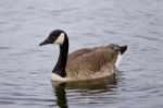 Beautiful Photo Of The Swimming Goose Stock Photo