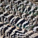 Green Peafowl Feather Stock Photo