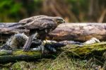 Common Buzzard (buteo Buteo) In A Forest Stock Photo