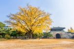 Autumn In Gyeongbokgung Palace,south Korea Stock Photo