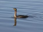 The Cormorant Is Swimming Stock Photo