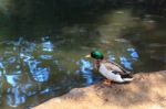 Green Head Teal Duck Stock Photo