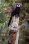 Polecat-coloured Ferret Stock Photo