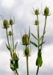 Teasels (dipsacus) Stock Photo