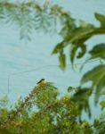 Bananaquit Stock Photo