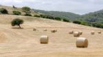 Harvest In Sardinia Stock Photo