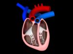 Heart Cross Section Labeled Stock Photo