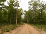 Forest Pathway Stock Photo