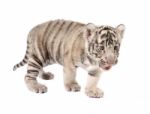 Baby White Tiger Stock Photo