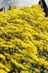 Inside Greenhouse Of Yellow Chrysanthemum Flowers Farms Stock Photo