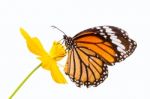 Monarch Butterfly Stock Photo