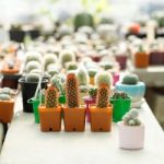 Potted Succulent Plants Stock Photo