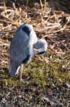 The Grey Heron Stock Photo