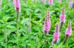 Pink Loosestrife(lythrum Salicaria) Or Crybaby-grass Stock Photo