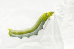 Green Worm White Background Stock Photo