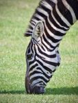 Postcard With A Zebra Eating The Grass On A Field Stock Photo