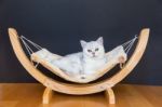 White Cat Lying Lazy In Hammock Stock Photo