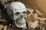 Still-life Of Human Skull On Dry Leaf Stock Photo