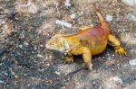 Galapagos Land Iguana Stock Photo