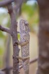 Mediterranean Chameleon On A Tree Stock Photo