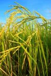 Paddy Rice Stock Photo