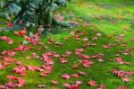 Autumn Maple Leaves Stock Photo