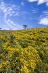 Algarve Countryside Hills With Yellow Bushes In Spring Stock Photo