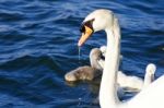 The Mute Swan Seems To Be Tired Stock Photo