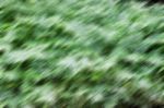 Abstract Motion Blur Background From Plants Stock Photo