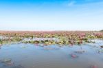 Red Lotus Field Lake In Harn Kumphawapi,udonthani,thailand Stock Photo