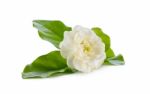 Jasmine Flower Isolated On White Background Stock Photo