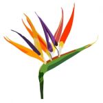 Bird Of Paradise Flower (strelitzia) Isolated On White Stock Photo