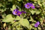 Solano Bush (solanum Rantonnetii) Stock Photo