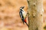 Great Spotted Woodpecker In A Spring Forest Stock Photo