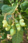 Cashew Nut Tree Stock Photo