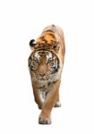 Bengal Tiger Isolated Stock Photo