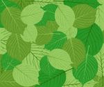 Green Leaves Background Stock Photo